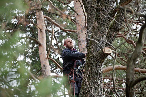 How Our Tree Care Process Works  in  Bartonville, TX